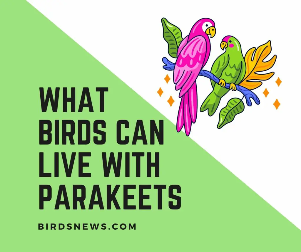What Birds Can Live With Parakeets