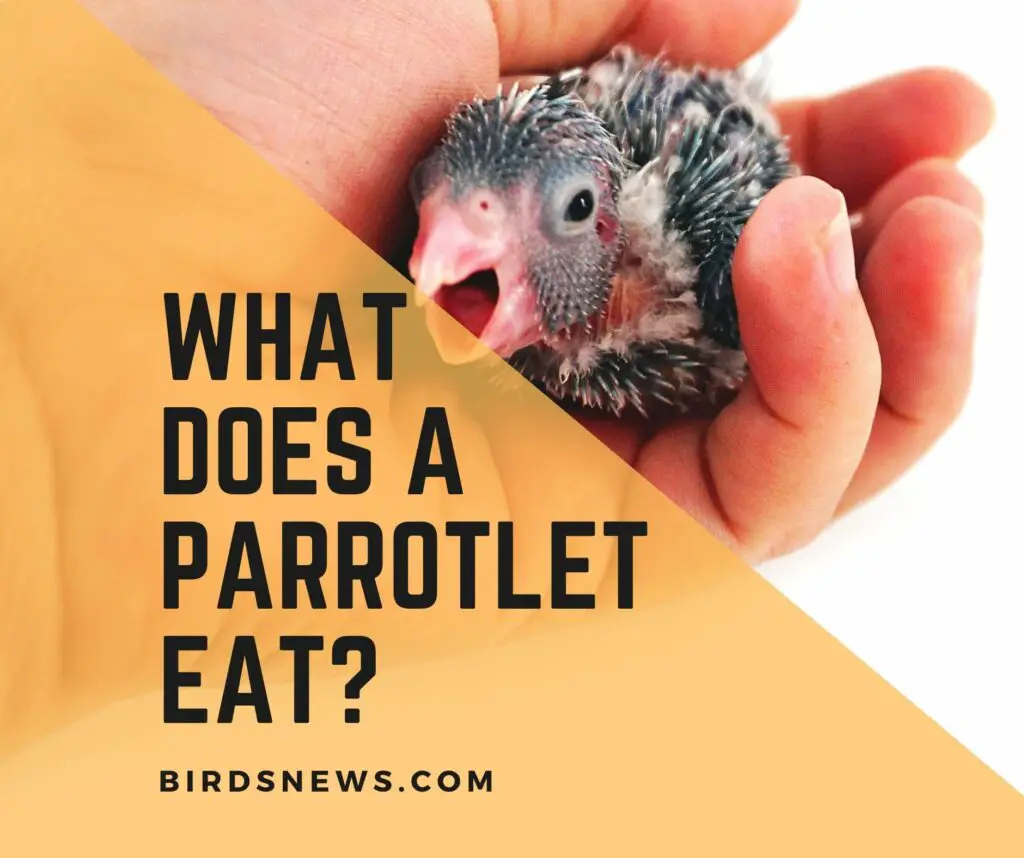 What Do Parrotlets Eat