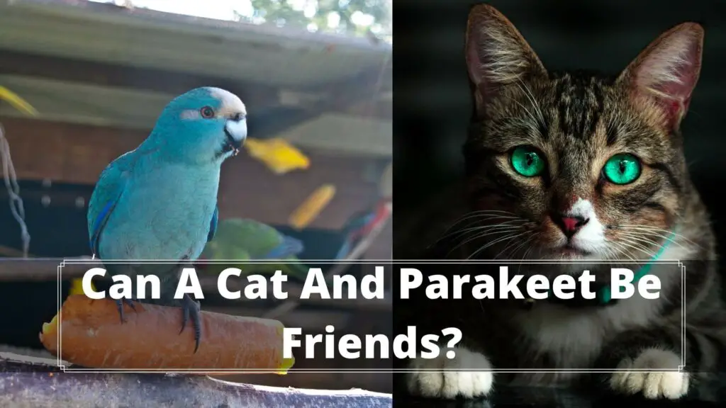 can a cat and parakeet be friends