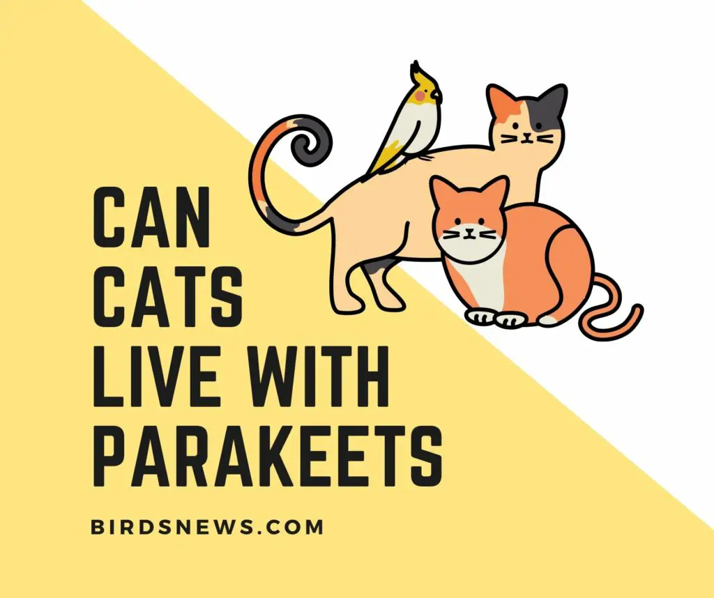 Can Cats And Parakeets Live Together