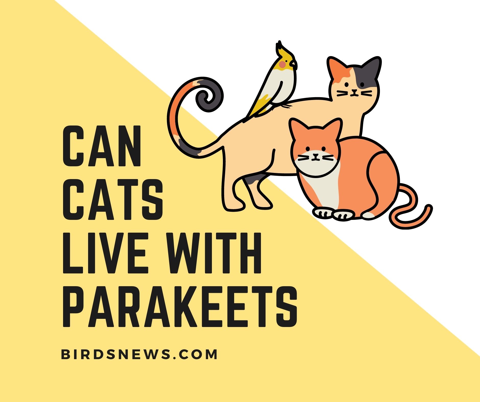 can-cats-and-parakeets-live-together-5-pros-and-cons-birds-news