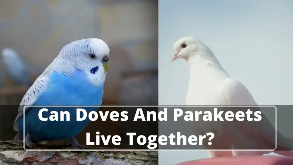 can doves and parakeets live together