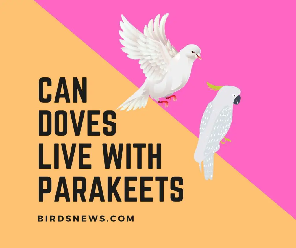 Can Doves And Parakeets Live Together
