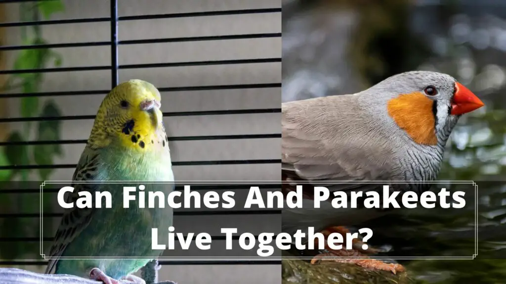 can finches and parakeets live together