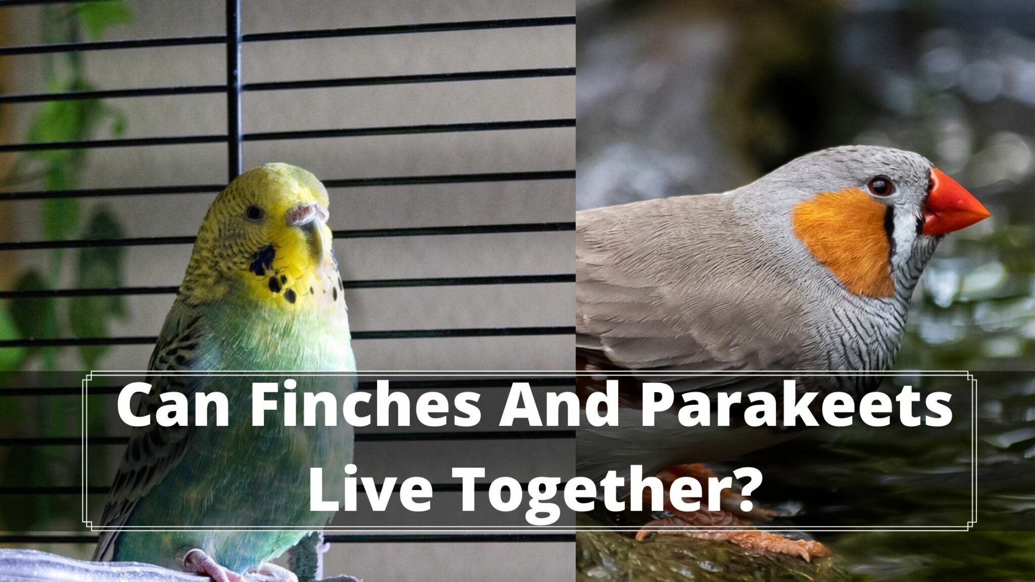 Can Finches And Parakeets Live Together? 5 Pros and Cons Birds News