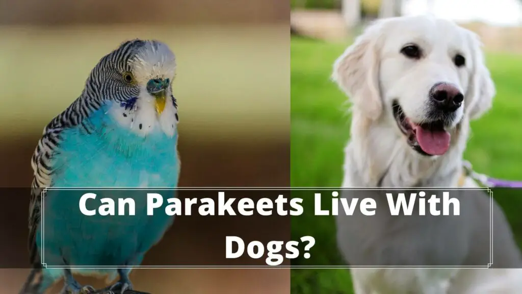 can parakeets live with dogs