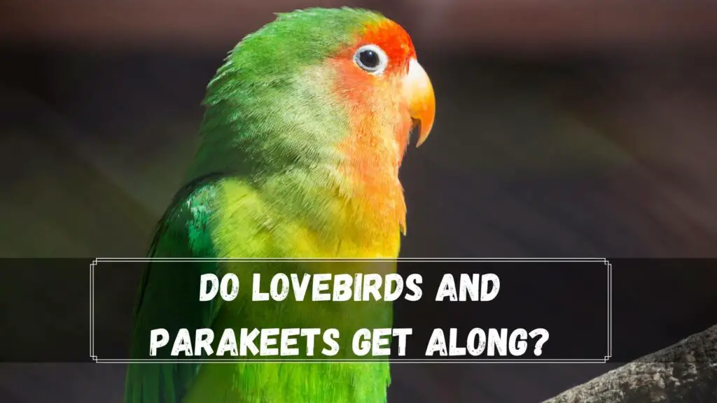 do lovebirds and parakeets get along