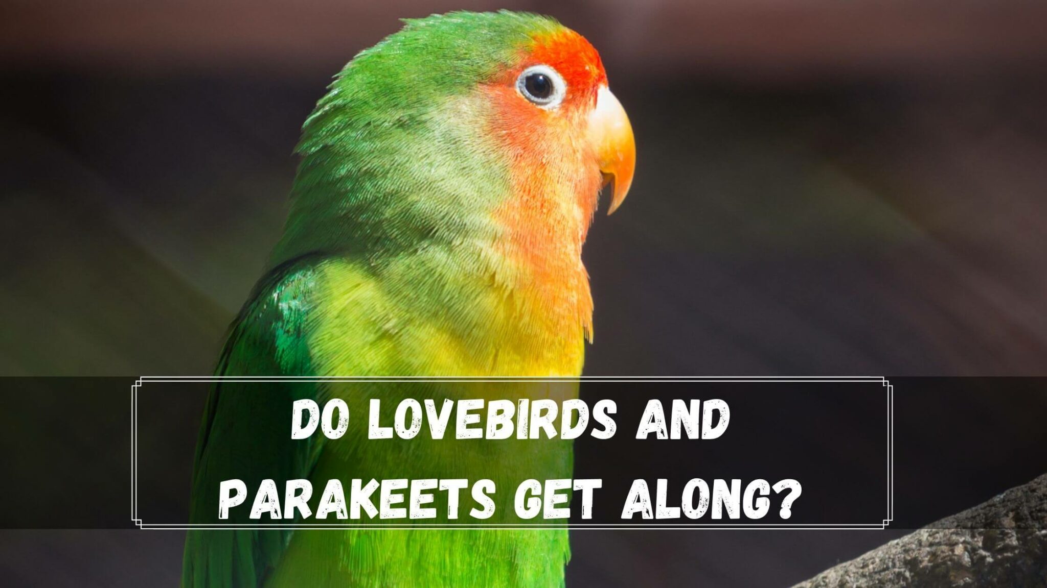 Do Lovebirds And Parakeets Get Along? 3 Pros and Cons Birds News