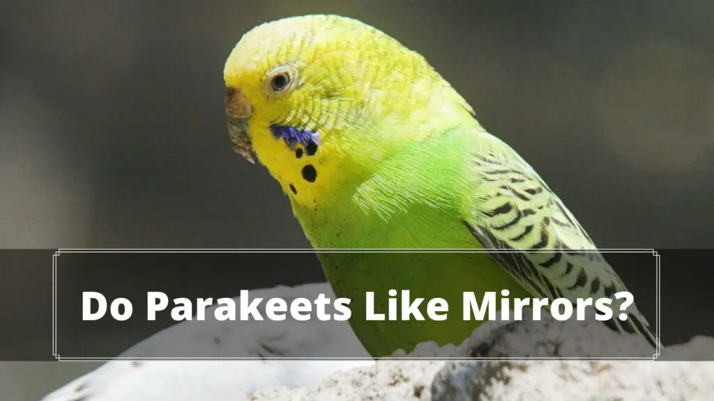 do parakeets like mirrors