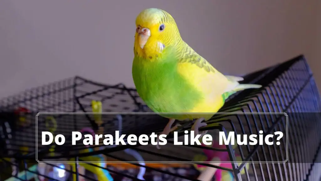 do parakeets like music