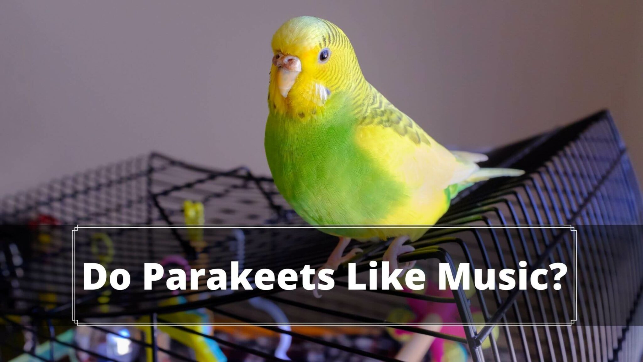 Do Parakeets Like Mirrors and Music (2022 Guide) Birds News