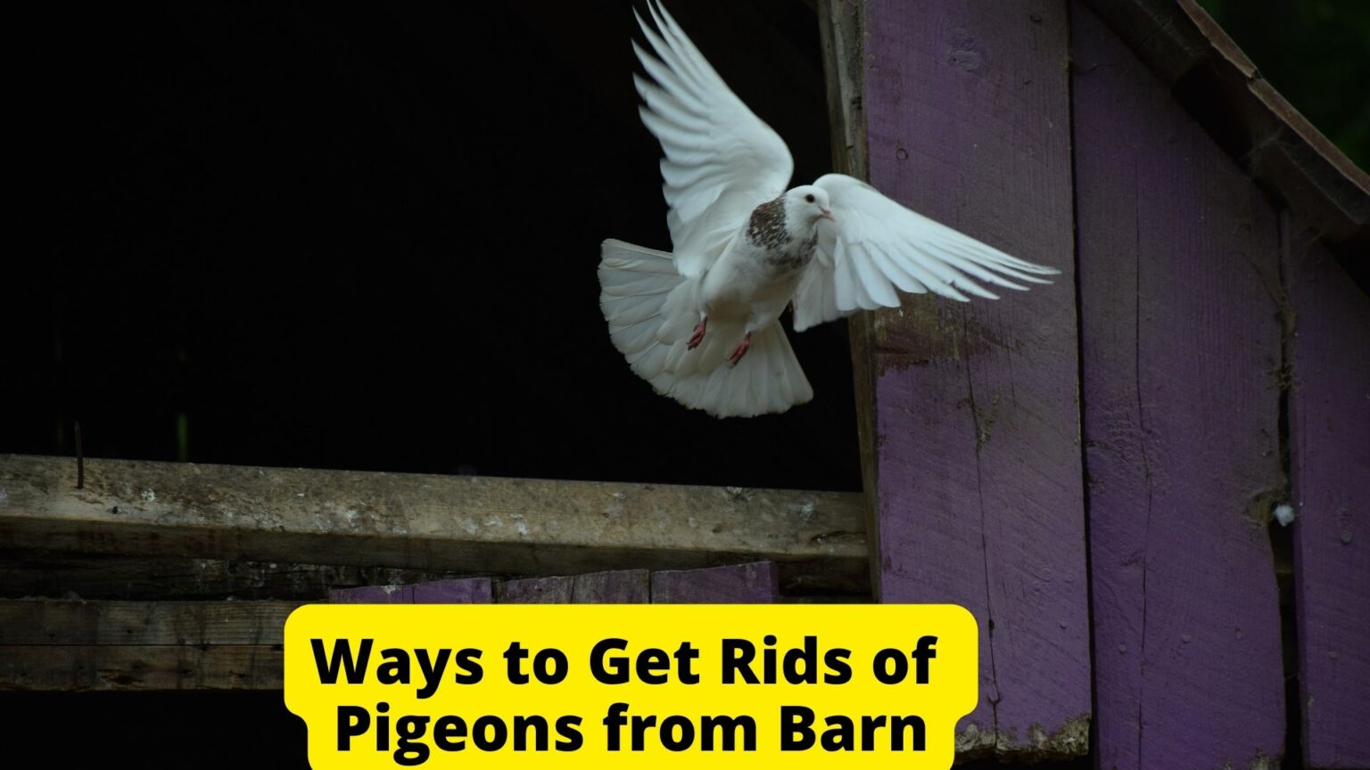 How To Get Rid of Pigeons in a Barn? 10 Humane Ways Birds News