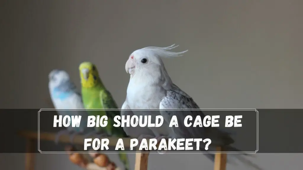 how big should a cage be for a parakeet
