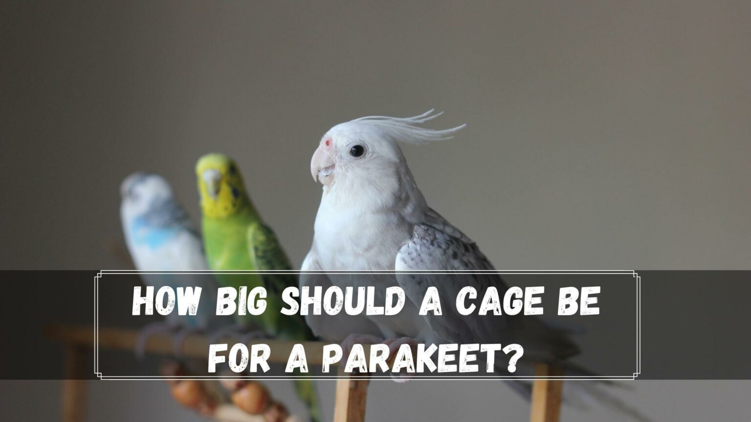 How Big Should A Cage Be For A Parakeet? (2022 Review) Birds News