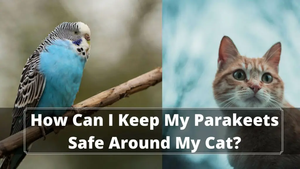 how can i keep my parakeets safe around my cat
