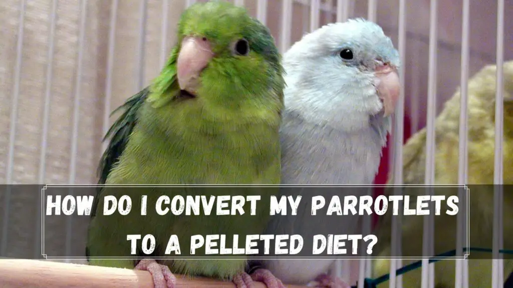 how do i convert my parrotlets to a pelleted diet