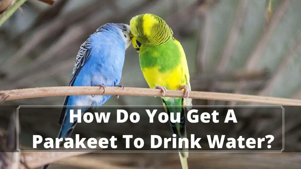 how do you get a parakeet to drink water