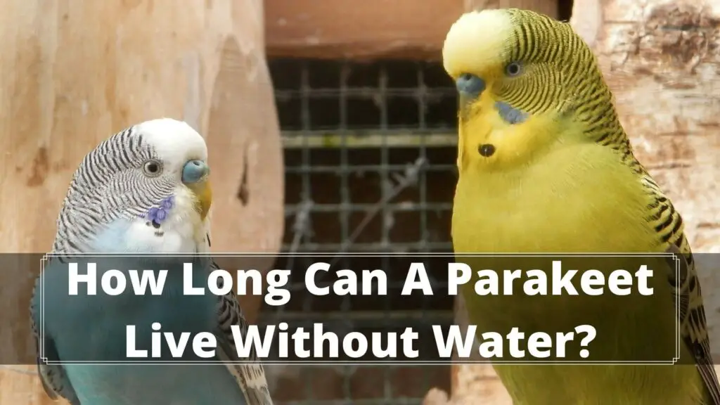 how long can a parakeet live without water
