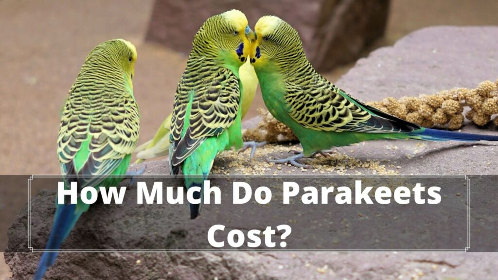 how much do parakeets cost