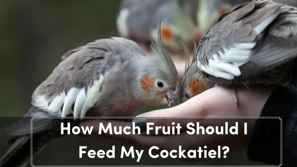 how much fruit should i feed my cockatiel