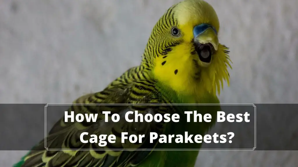 how to choose the best cage for parakeets