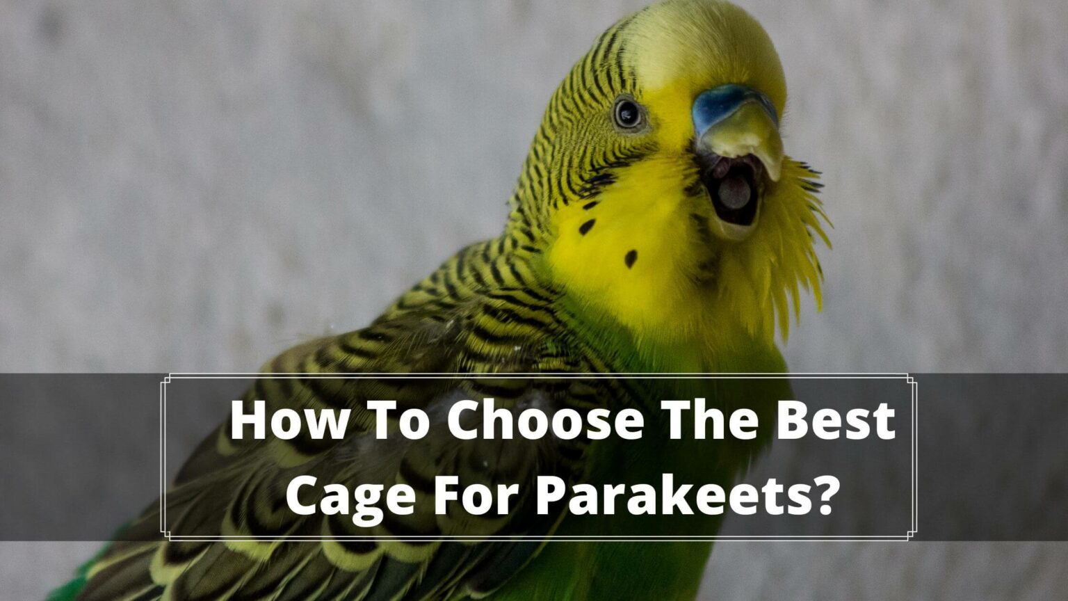 7 Best Cage For Parakeets + 5 Safety Tips Birds News