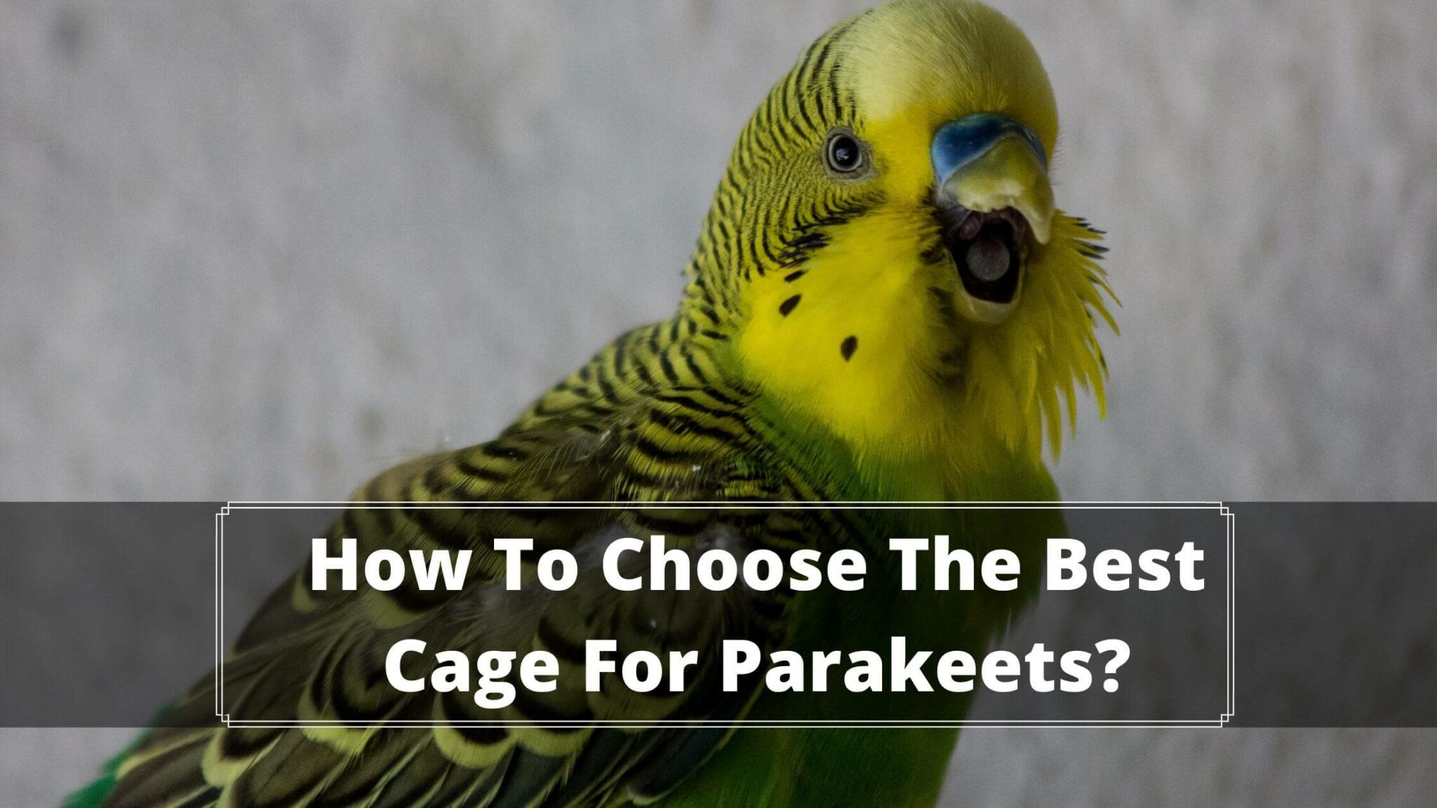 7 Best Cage For Parakeets + 5 Safety Tips Birds News