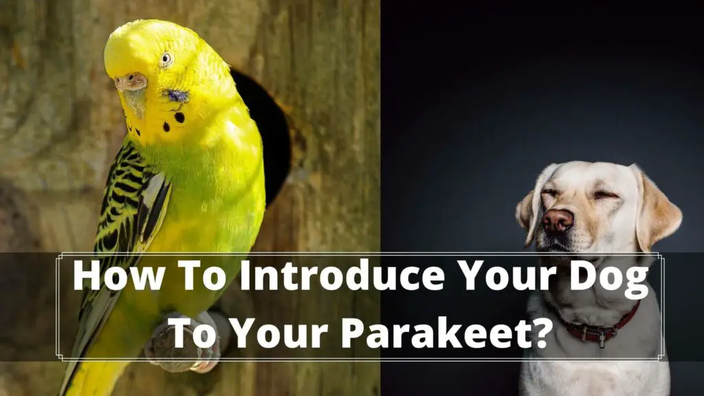 how to introduce your dog to your parakeet