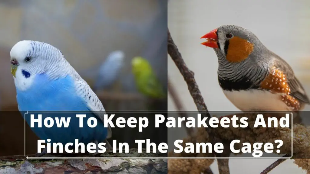 how to keep parakeets and finches in the same cage