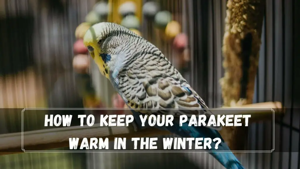 how to keep your parakeet warm in the winter
