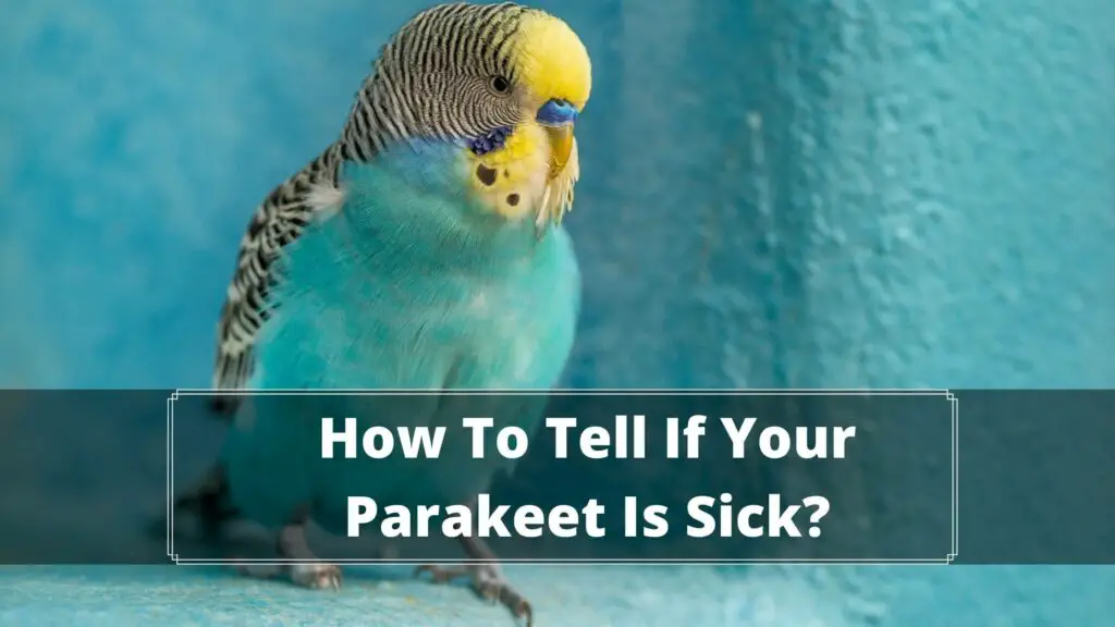 how to tell if your parakeet is sick