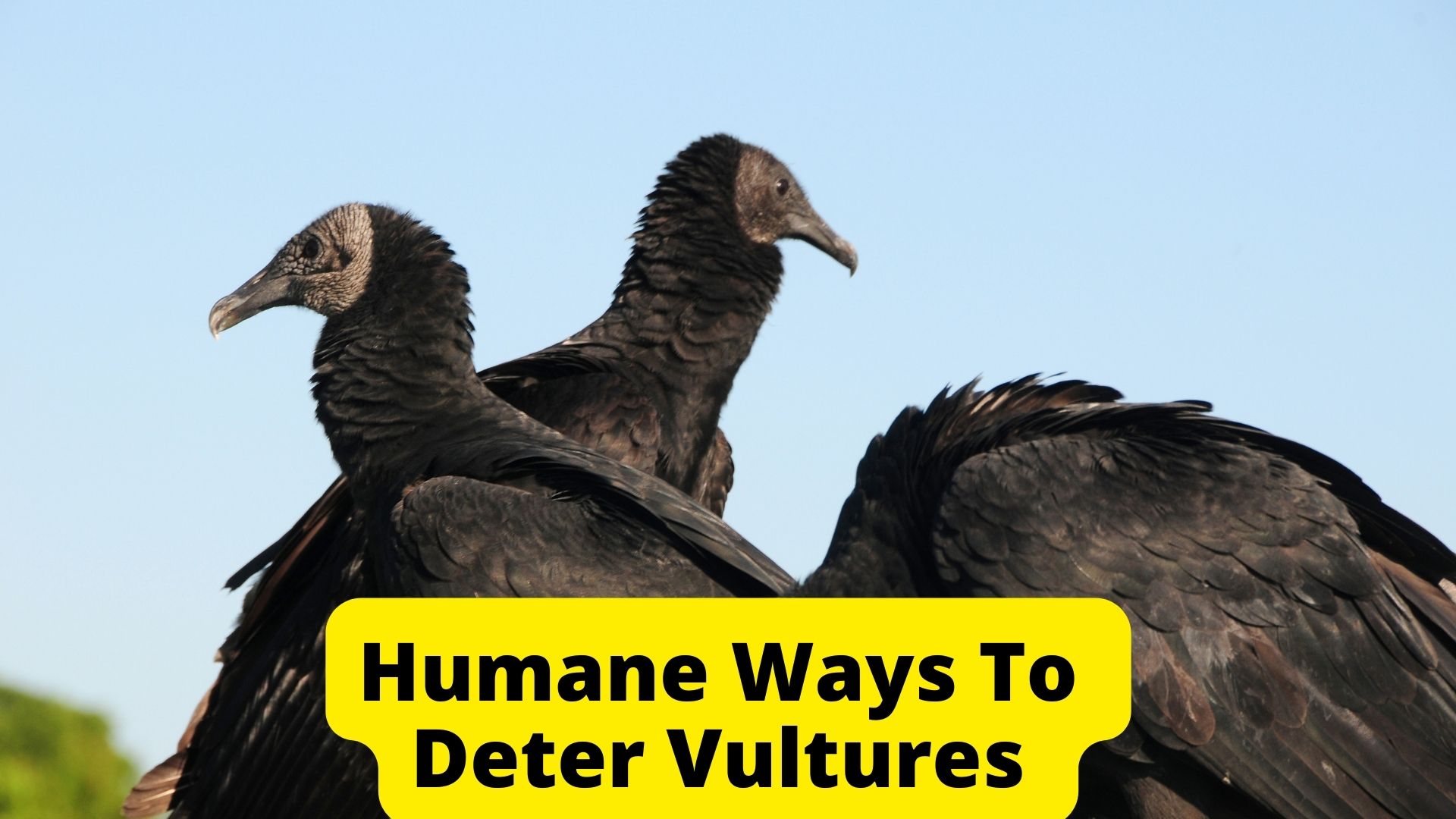 What You Can Do To Get Rid Of Vultures? 10 Humane Ideas - Birds News