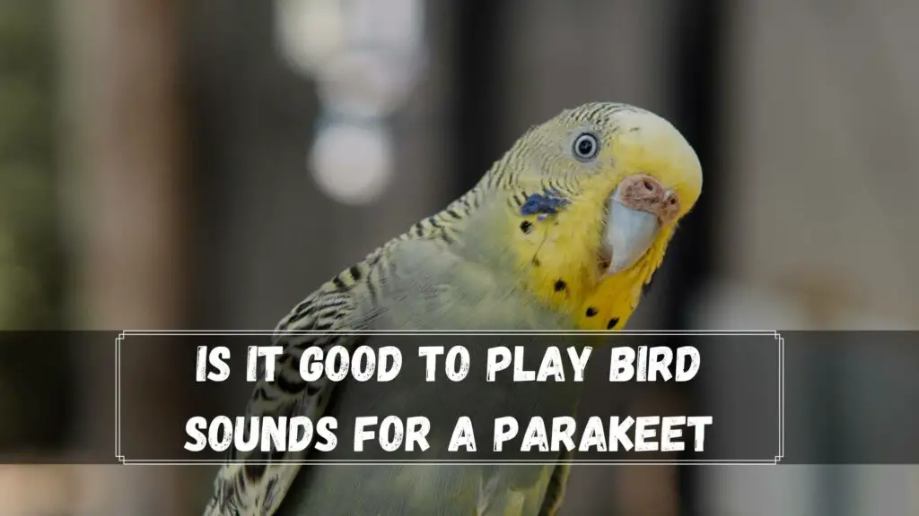 is it good to play bird sounds for a parakeet