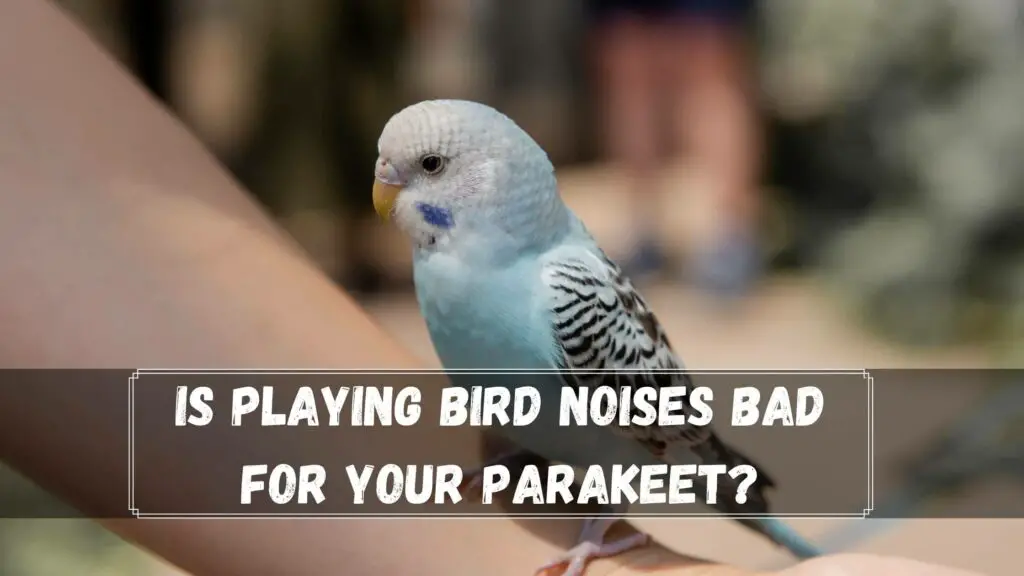 is playing bird noises bad for your parakeet