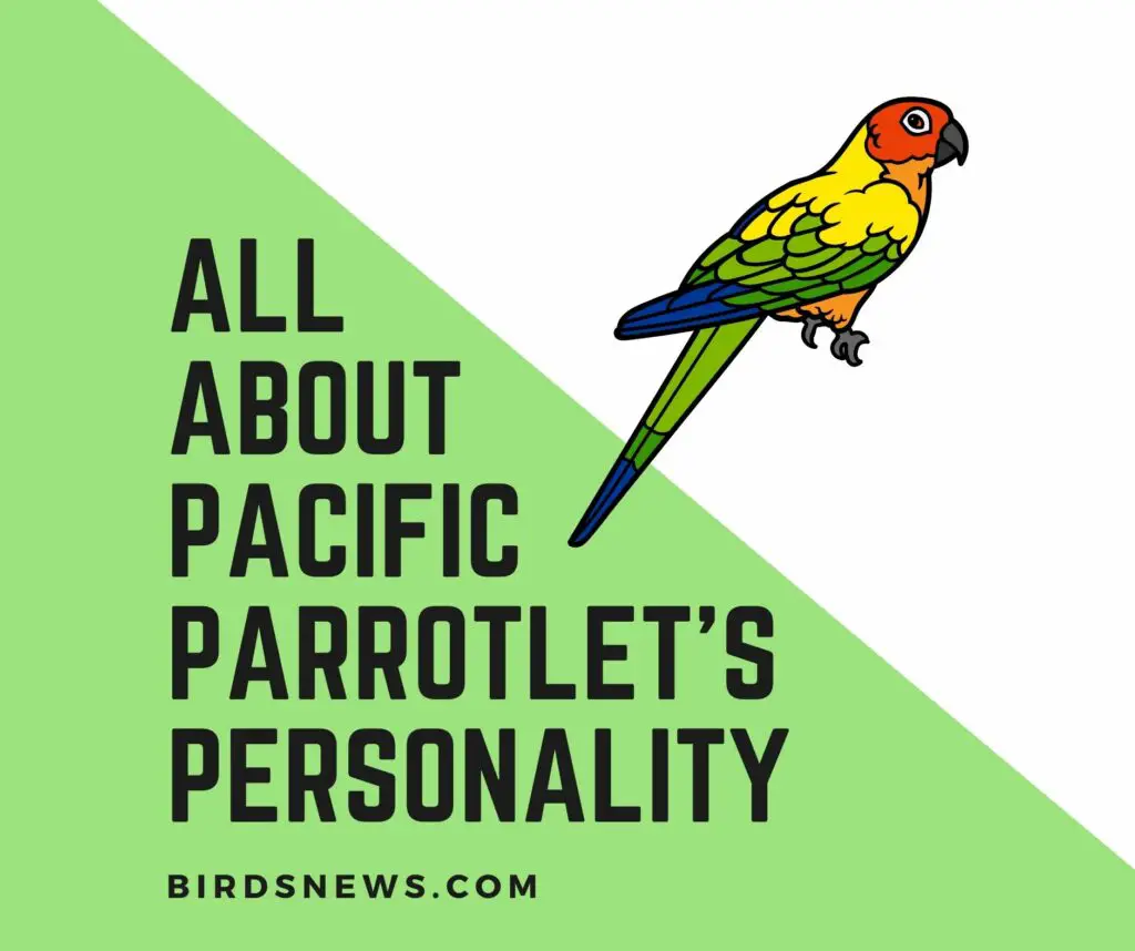 pacific parrotlet Personality