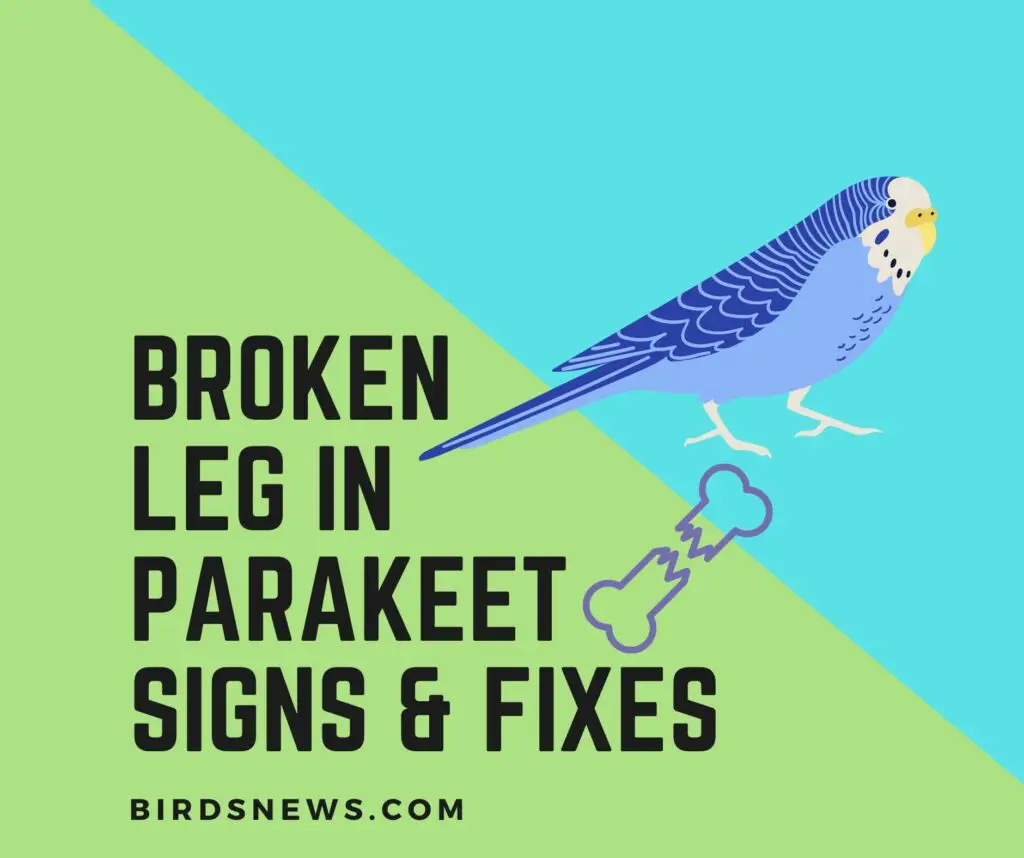 parakeet with broken leg Signs, Causes, and 3 Fixes