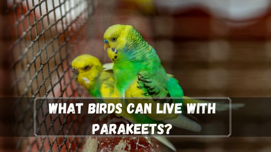 what birds can live with parakeets