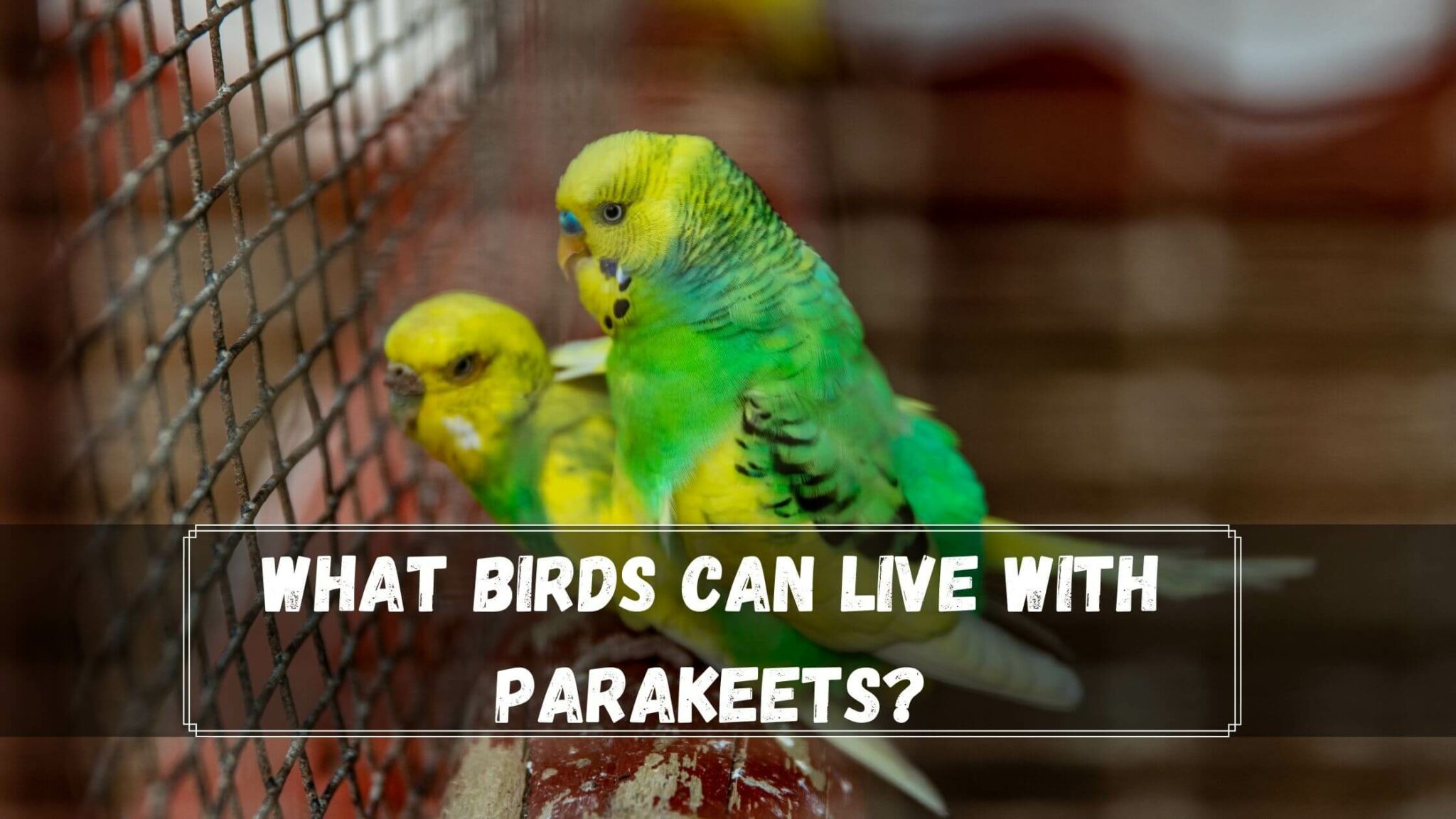 What Birds Can Live With Parakeets? 3 Birds You Must Know Birds News