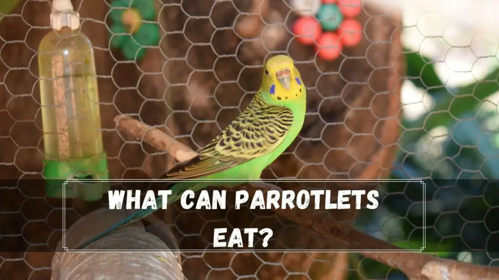 What Can Parrotlets Eat?