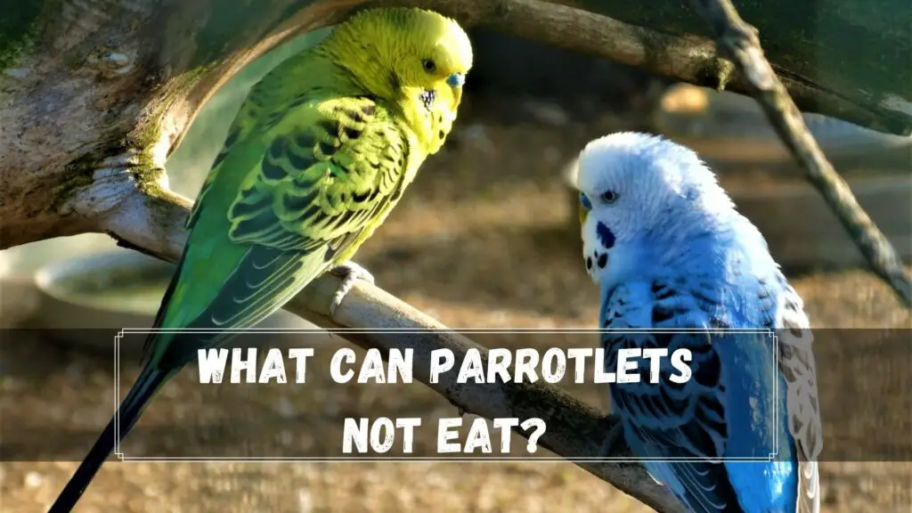 What Can Parrotlets Not Eat?