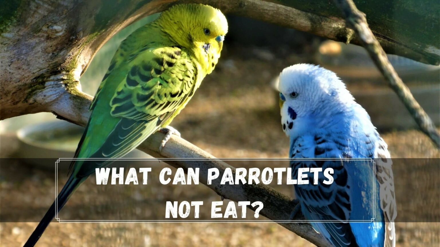 Stunning Parrotlet Mixed Fruit Supplements image