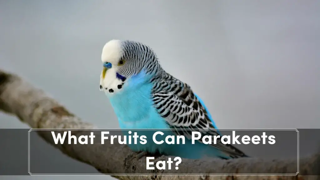 what fruits can parakeets eat