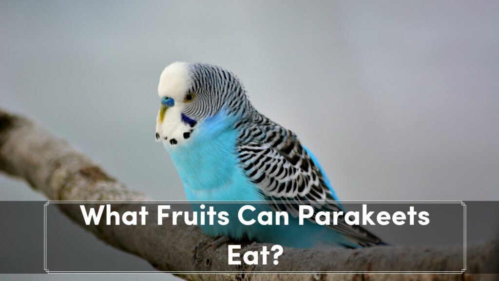 what fruits can parakeets eat