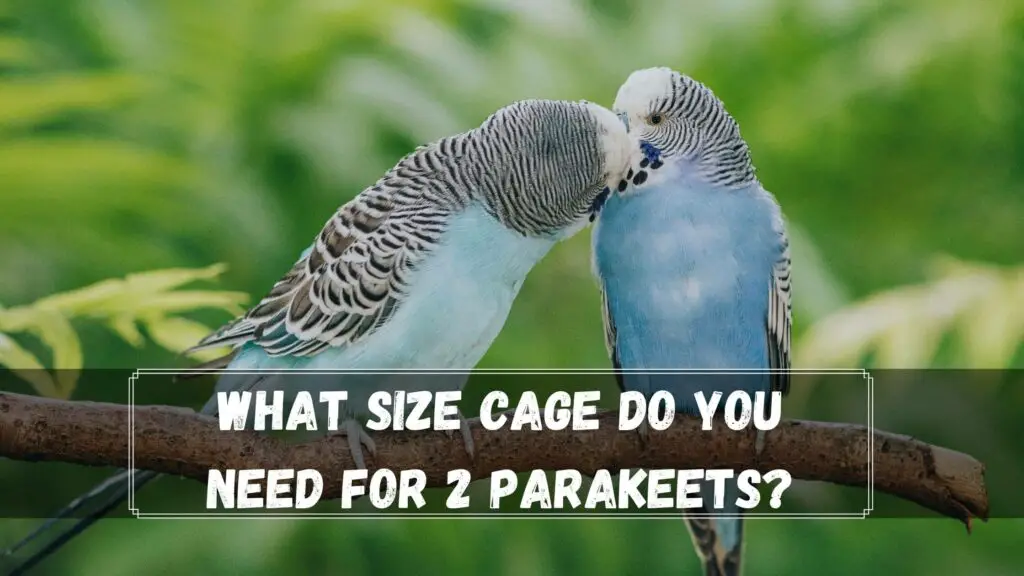 what size cage do you need for 2 parakeets