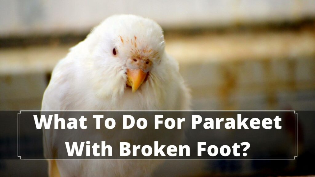 what to do for parakeet with broken foot