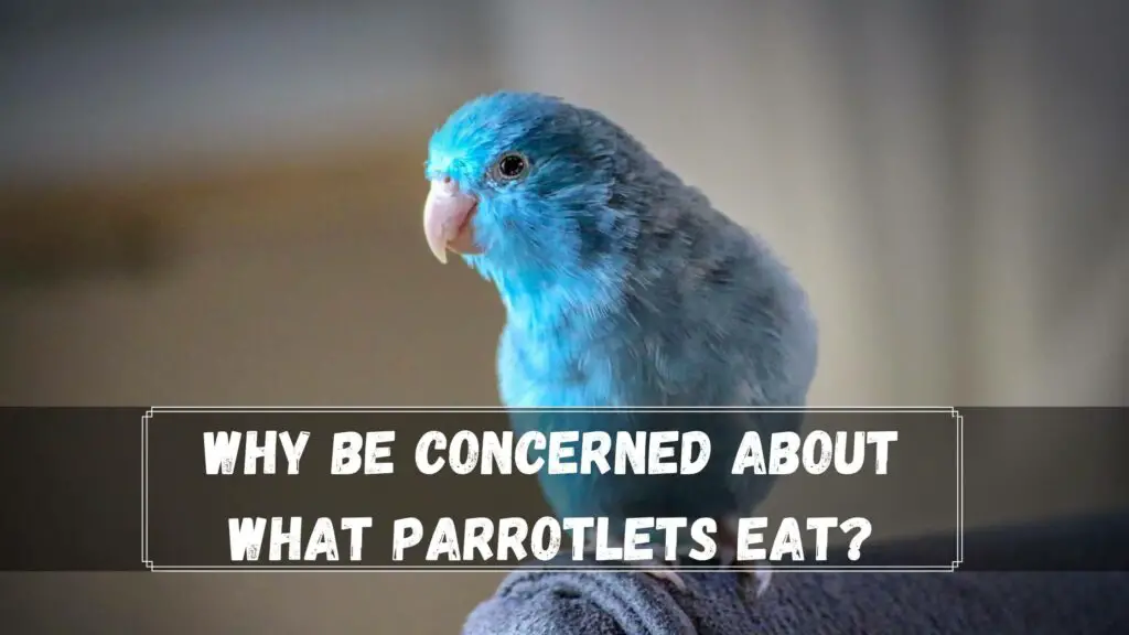 What To Feed A Parrotlet