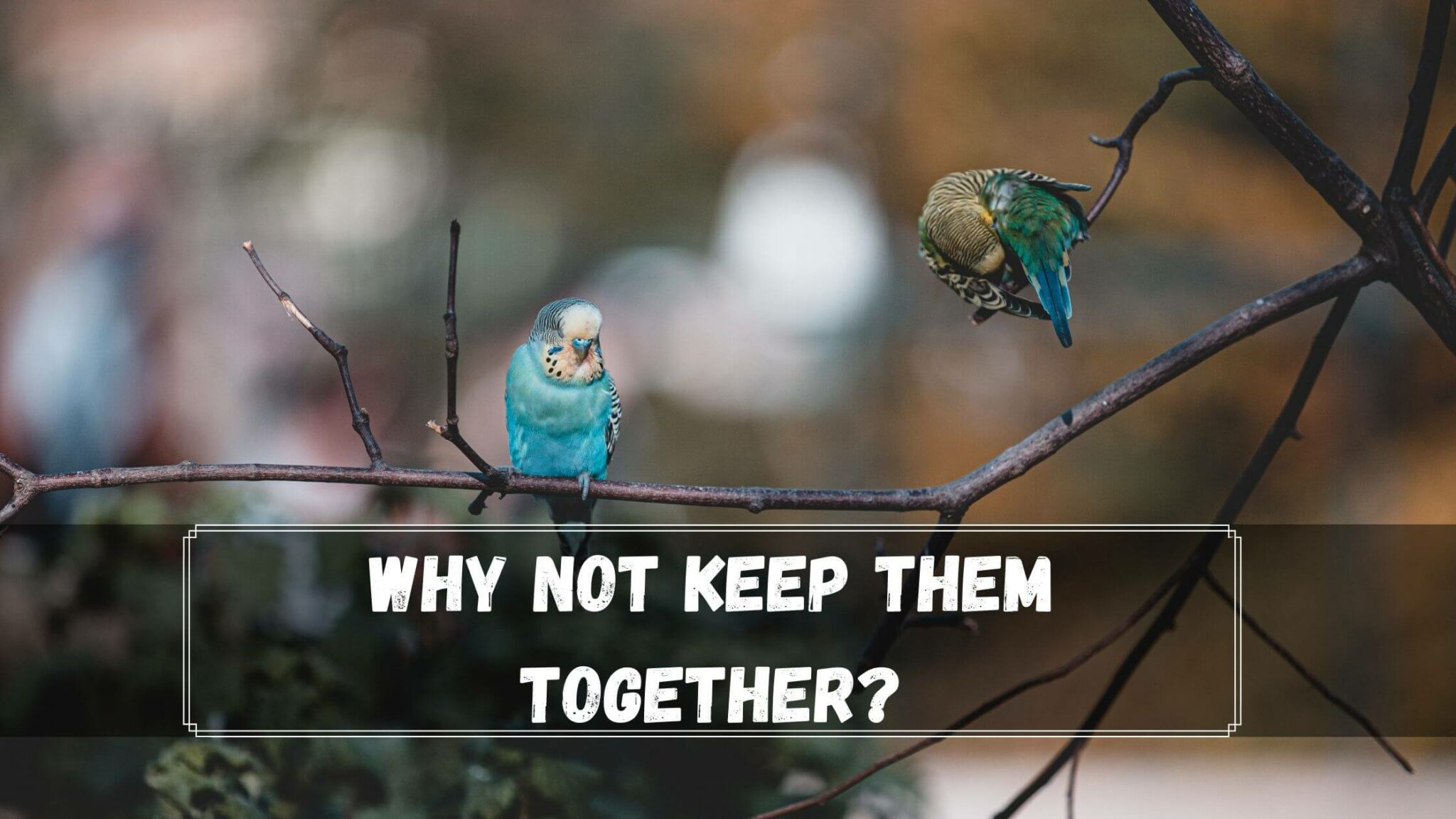 Do Lovebirds And Parakeets Get Along? 3 Pros and Cons Birds News