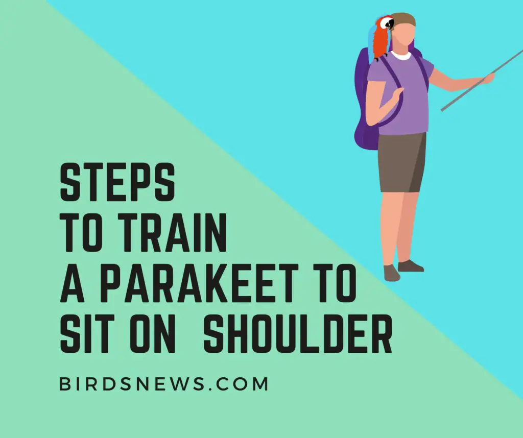Easy Steps To Train A Parakeet To Sit On Your Shoulder