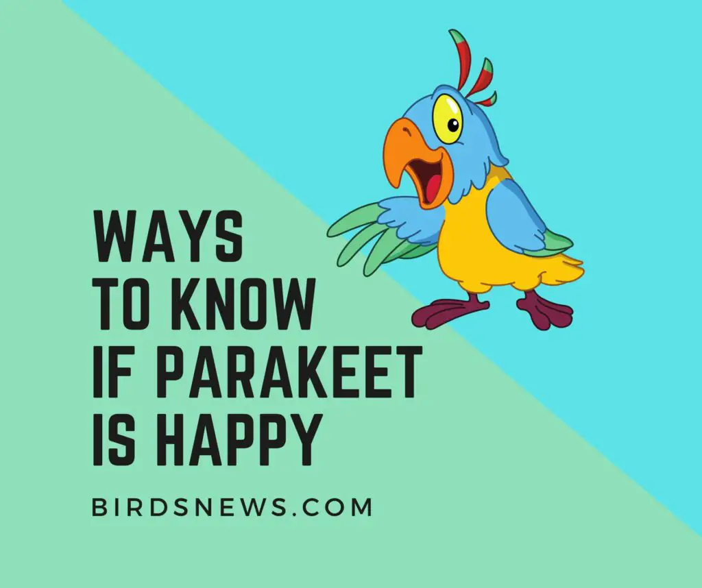 Ways To Know If Your Parakeet Is Happy