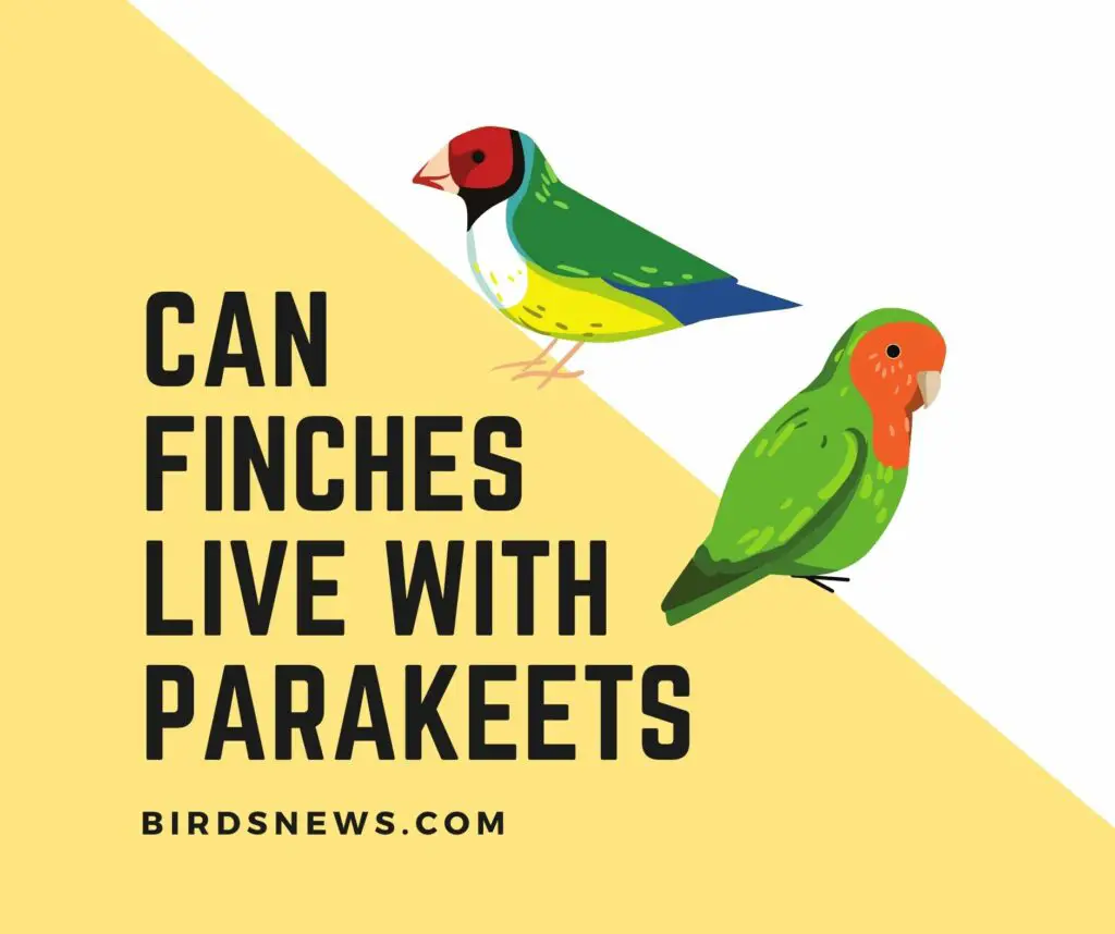 can finches live with parakeets